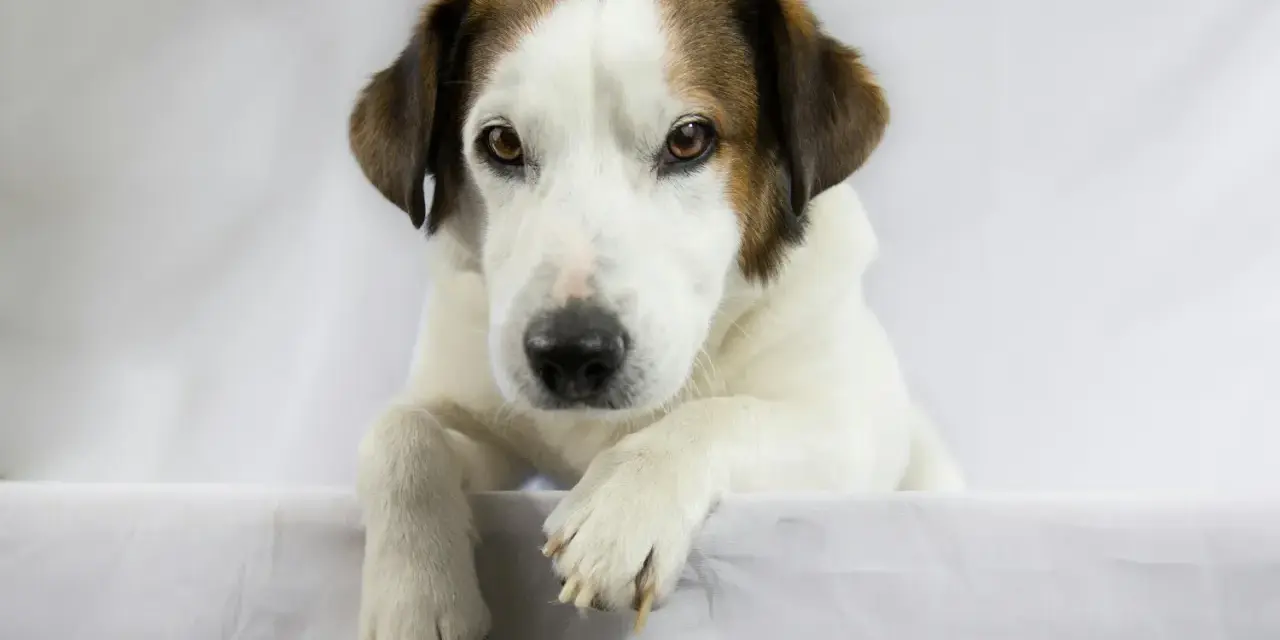 Pies rasy jack russell terrier z brązowymi łatami na głowie, leżący na białym tle.