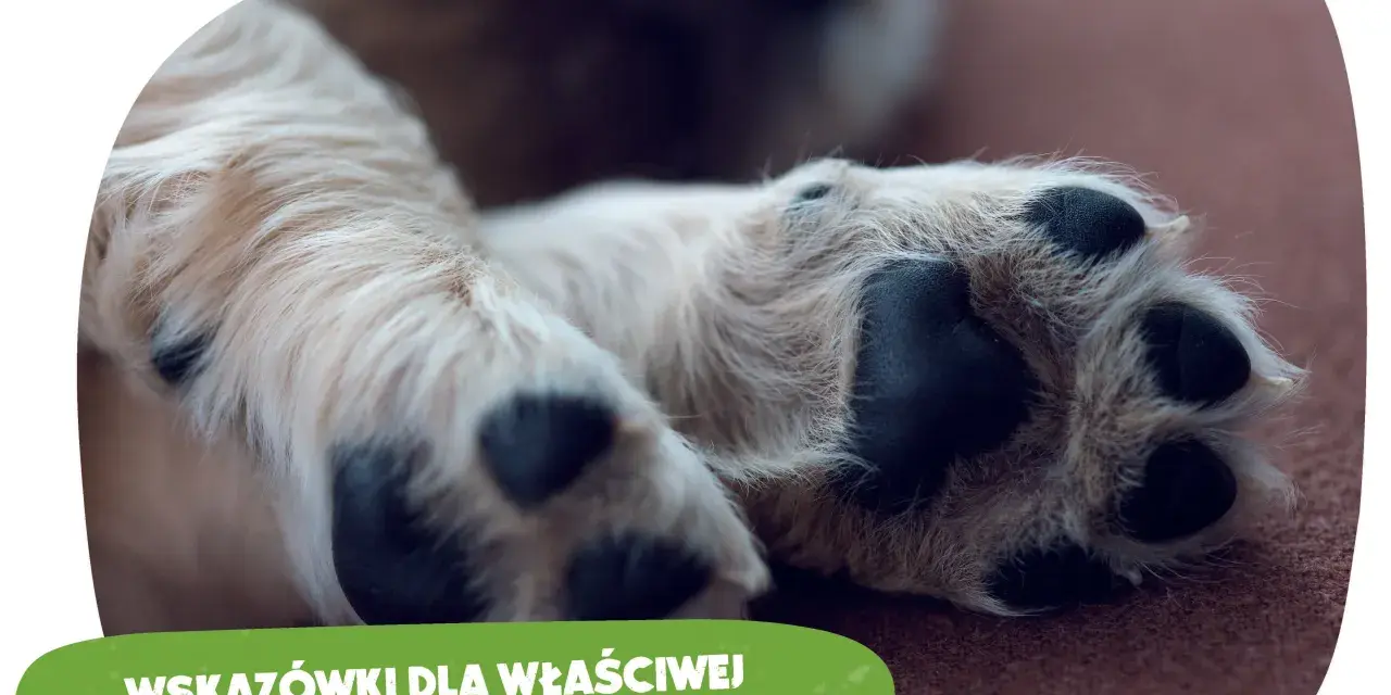 Szczeniak i kości: Dlaczego weterynarze mówią NIE? Poznaj prawdę!