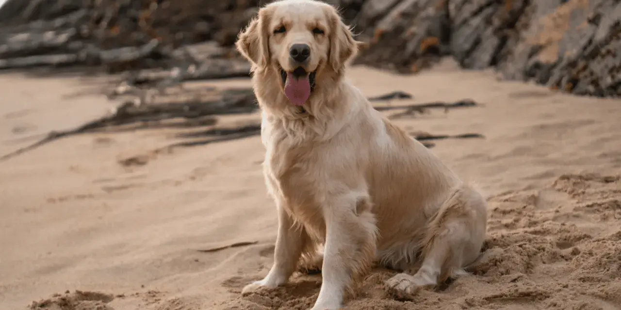 Golden Retriever: Kiedy naprawdę dorasta? Fizycznie i mentalnie.