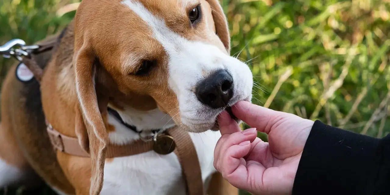 Beagle: tresura oparta na instynkcie. Wychowaj posłusznego psa