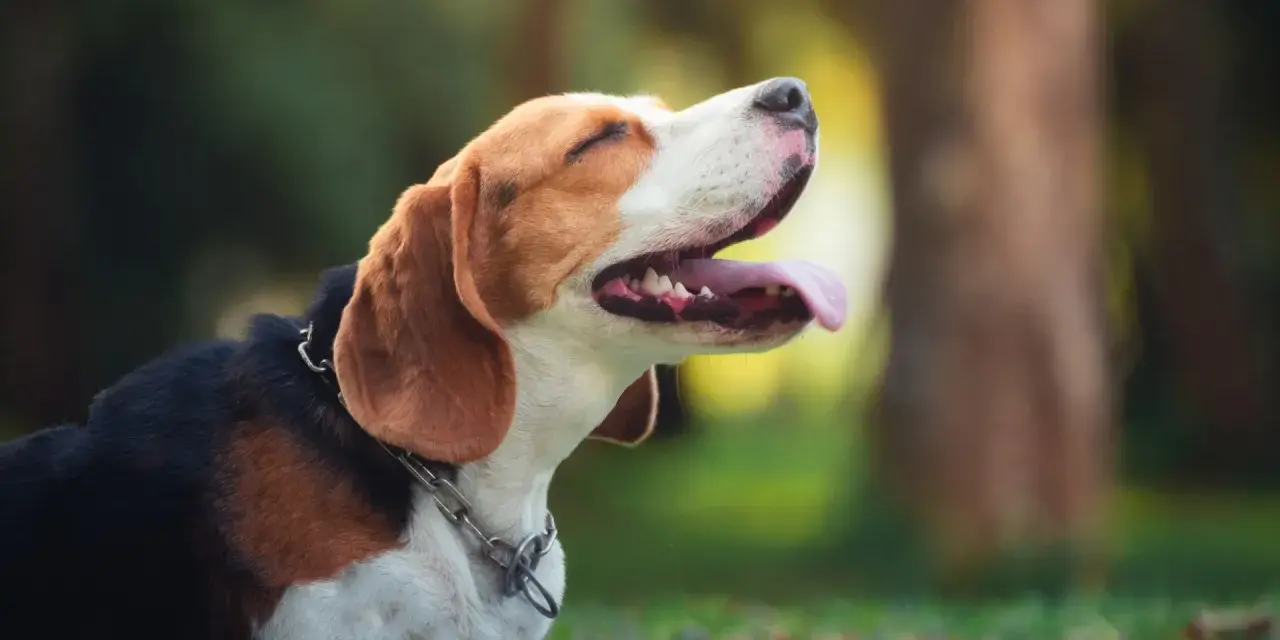 Szczeniak beagle leżący na trawie z otwartym pyskiem i wystawionym językiem.