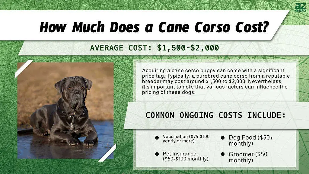Ile kosztuje szczeniak Cane Corso? Poznaj realne ceny i ukryte koszty