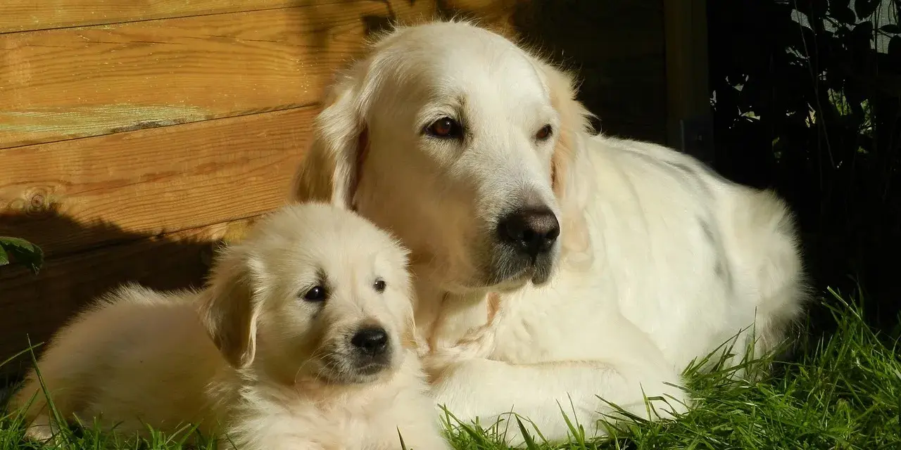 Golden Retriever: Kiedy rośnie na wysokość, a kiedy dojrzewa?