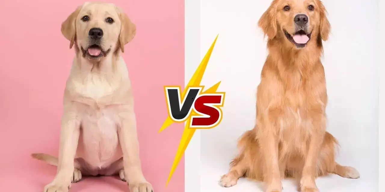 Labrador vs Golden Retriever: Który pies pasuje do Ciebie?