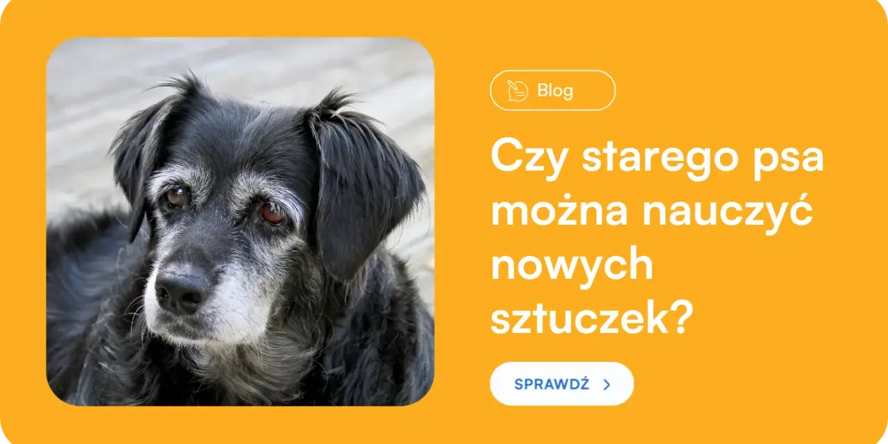 Jak wytresować dorosłego psa? Obal mity i rozwiąż problemy!