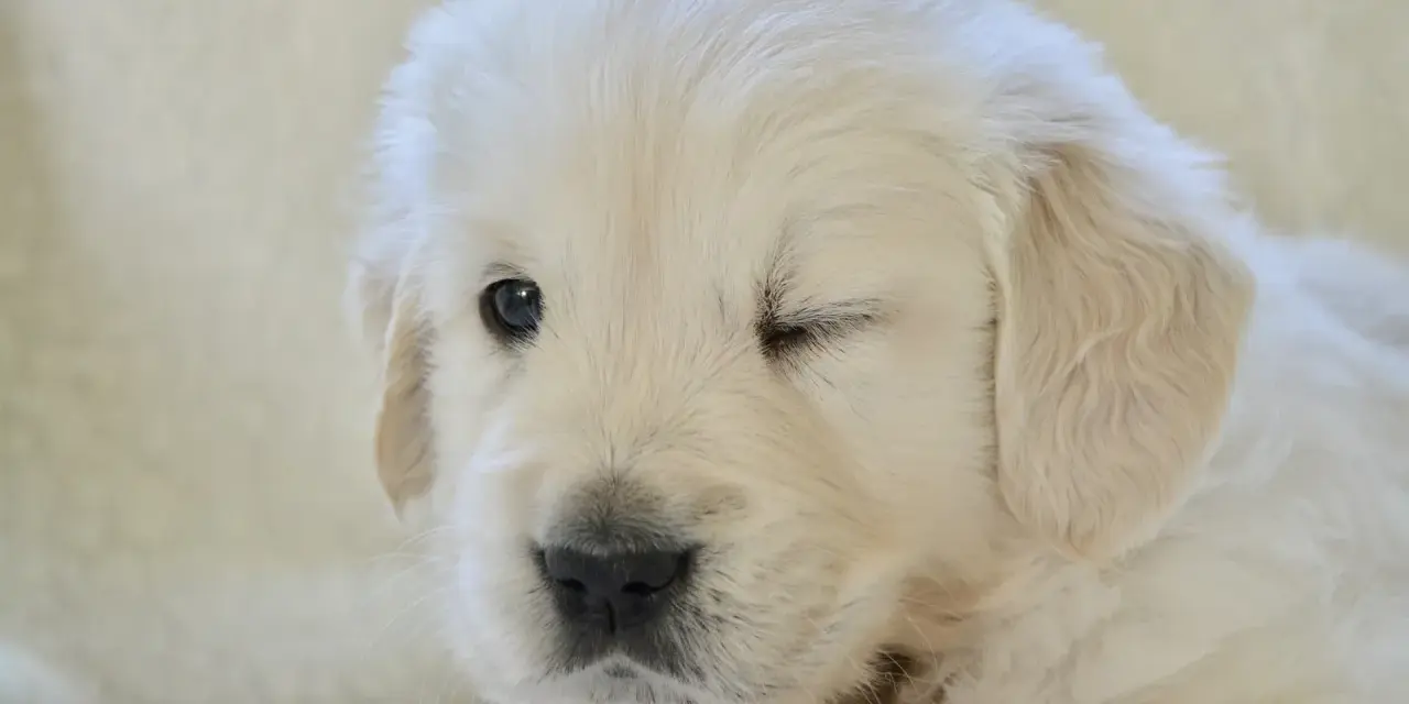 Uroczy szczeniak golden retriever mruży jedno oko na jasnym tle.