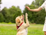 Pies w czerwonej obroży daje łapę osobie w białej sukience na tle zielonej trawy i drzew.