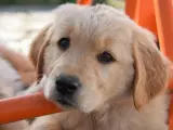 Żywienie szczeniaka Golden Retrievera: Klucz do zdrowych stawów