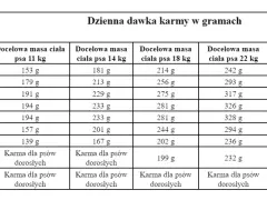 Ile gram karmy dla szczeniaka? Precyzyjny poradnik żywienia!