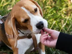 Beagle: tresura oparta na instynkcie. Wychowaj posłusznego psa