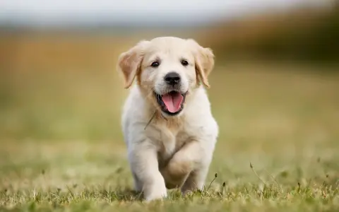 Ile żyją Golden Retrievery? Wydłuż życie psa: 10-12 lat to nie koniec!