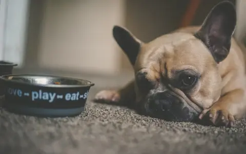 Brązowy buldog francuski leży obok miski z napisem "love-play-eat".
