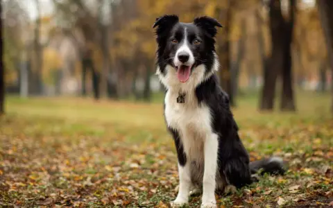 Czarno-biały border collie siedzi na tle jesiennego parku, z językiem na wierzchu.