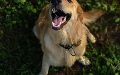 Golden Retriever: Koszty zakupu i utrzymania. Czy Cię na niego stać?