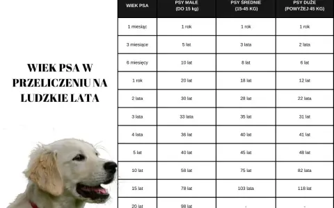 Labrador i Golden Retriever: Ile żyją? Zadbaj o ich długie lata!