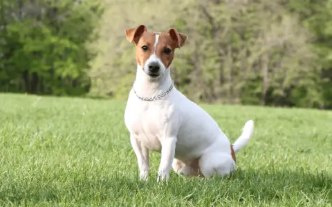 Jack Russell Terrier siedzący na trawie w słoneczny dzień, z drzewami w tle.