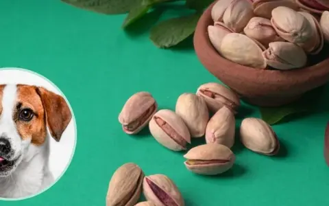 Pistacje dla psa? Dlaczego weterynarz odradza i co podać zamiast.
