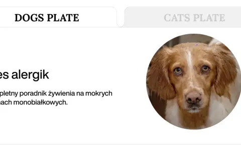 Portret psa z brązową sierścią i białymi znaczeniami, patrzącego wprost.