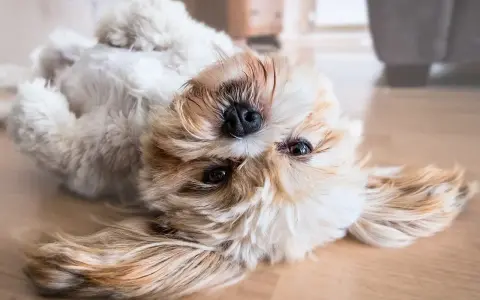 Uroczy szczeniak shih tzu leżący na plecach na drewnianej podłodze.
