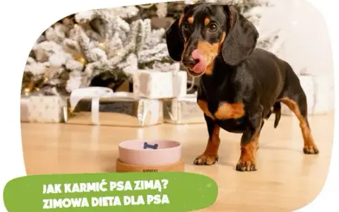 Twój pies pokocha! Jak gotować dla psa zdrowo i bezpiecznie?