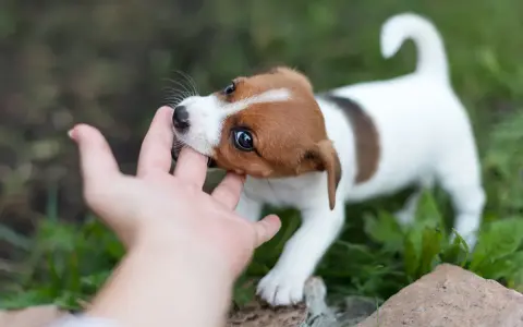 Szczeniak Jack Russell gryzie palec dłoni na tle zieleni.