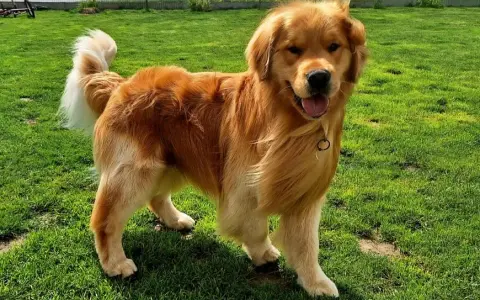 Golden retriever bez rodowodu: Pozorna oszczędność czy pułapka?