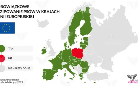 Czipowanie psa: Po co, jak działa i co z nowym prawem od 2026?
