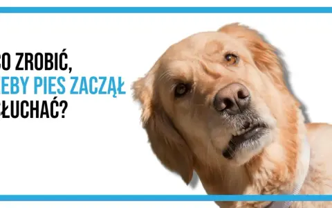 Złoty retriever z tekstem "Co zrobić, żeby pies zaczął słuchać?".