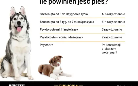 Ile posiłków dziennie dla szczeniaka? Optymalny plan żywienia