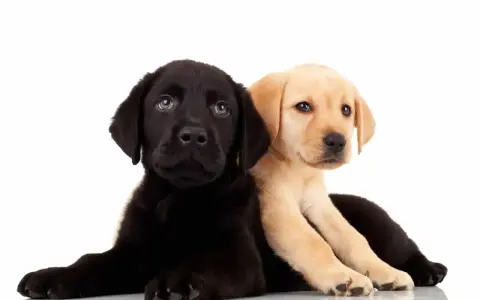 Dwa szczenięta labradora, czarne i beżowe, leżą obok siebie na białym tle.