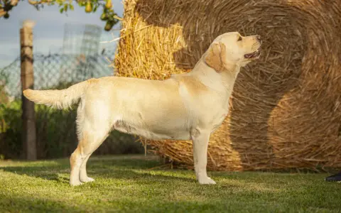 Jak wytresować labradora? Wychowaj szczęśliwego i posłusznego psa