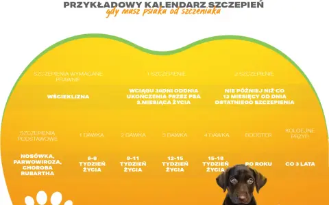 Szczepienia szczeniaka: Ile dawek i kiedy? Pełny kalendarz!