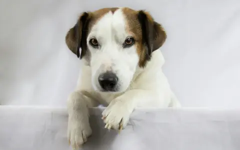 Pies rasy jack russell terrier z brązowymi łatami na głowie, leżący na białym tle.