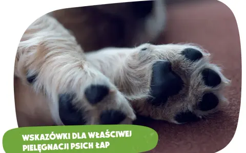 Szczeniak i kości: Dlaczego weterynarze mówią NIE? Poznaj prawdę!