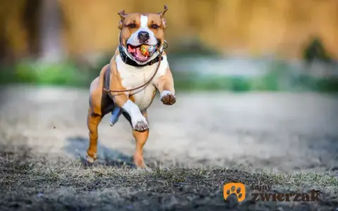 Amstaff: jak wychować przyjaciela, nie bestię? Poradnik