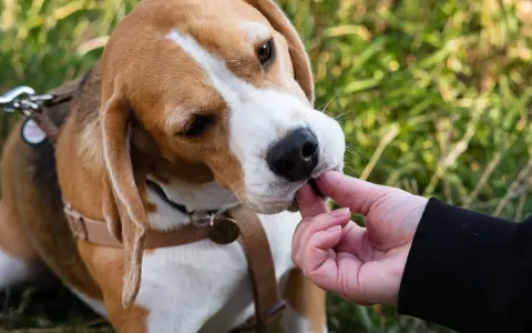 Beagle: tresura oparta na instynkcie. Wychowaj posłusznego psa