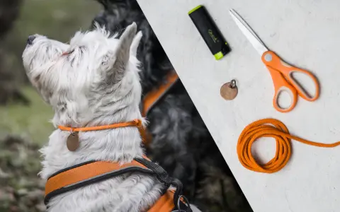 Obroża dla psa DIY: Stwórz idealną, bezpieczną i unikalną!