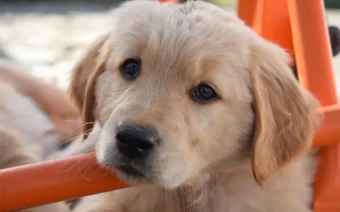 Żywienie szczeniaka Golden Retrievera: Klucz do zdrowych stawów