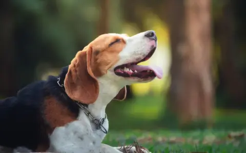 Szczeniak beagle leżący na trawie z otwartym pyskiem i wystawionym językiem.