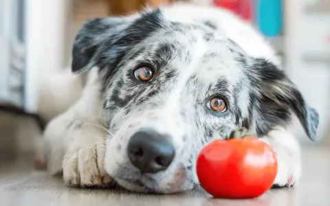 Pies rasy border collie leży obok czerwonego pomidora.