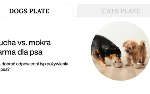 Karma dla psa: sucha czy mokra? Poznaj fakty i wybierz mądrze.