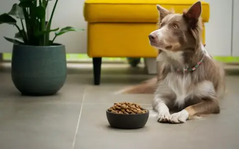 Jaka sucha karma dla psa? Wybierz idealną dla Twojego pupila!