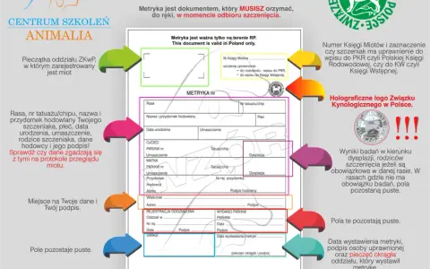Jak wyrobić rodowód dla psa w ZKwP? Metryka, koszty, krok po kroku