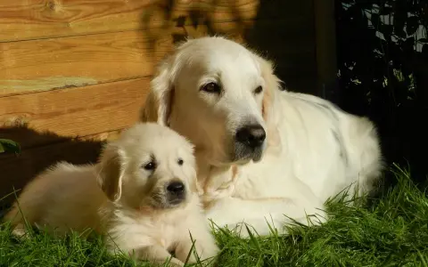 Golden Retriever: Kiedy rośnie na wysokość, a kiedy dojrzewa?