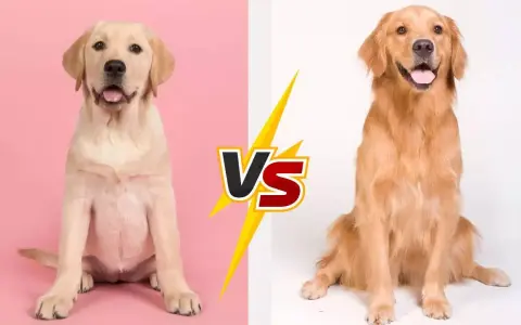Labrador vs Golden Retriever: Który pies pasuje do Ciebie?