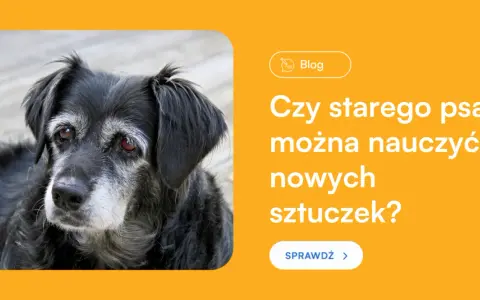 Jak wytresować dorosłego psa? Obal mity i rozwiąż problemy!