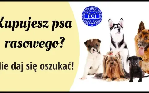 Jak kupić zdrowego owczarka niemieckiego? Uniknij pseudohodowli!