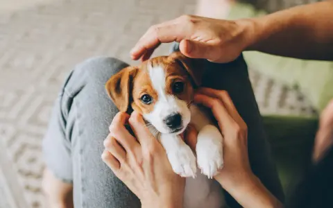 Uroczy szczeniak Jack Russell Terrier w rękach osoby, siedzący na kolanach.