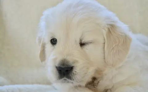 Uroczy szczeniak golden retriever mruży jedno oko na jasnym tle.