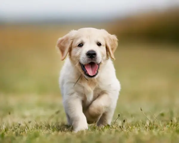 Ile żyją Golden Retrievery? Wydłuż życie psa: 10-12 lat to nie koniec!